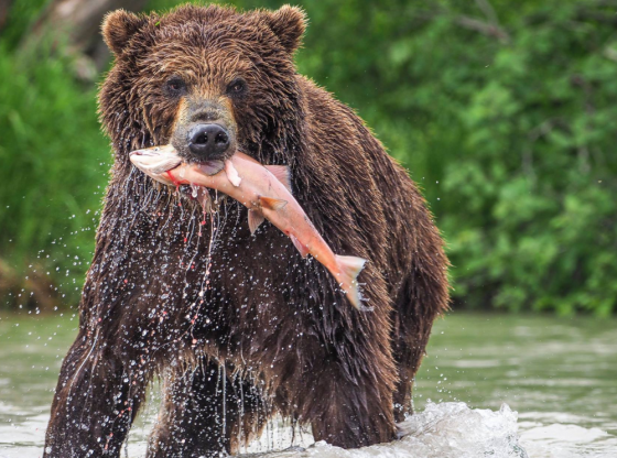 bear catches a salmon